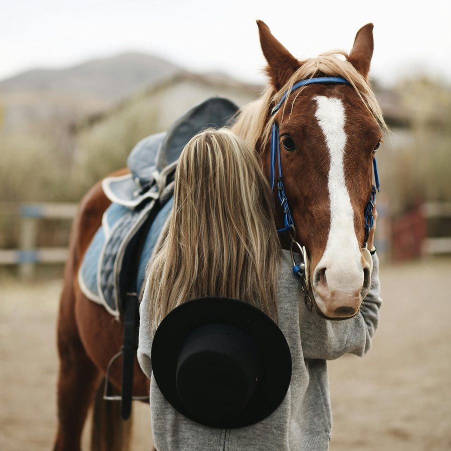 horse