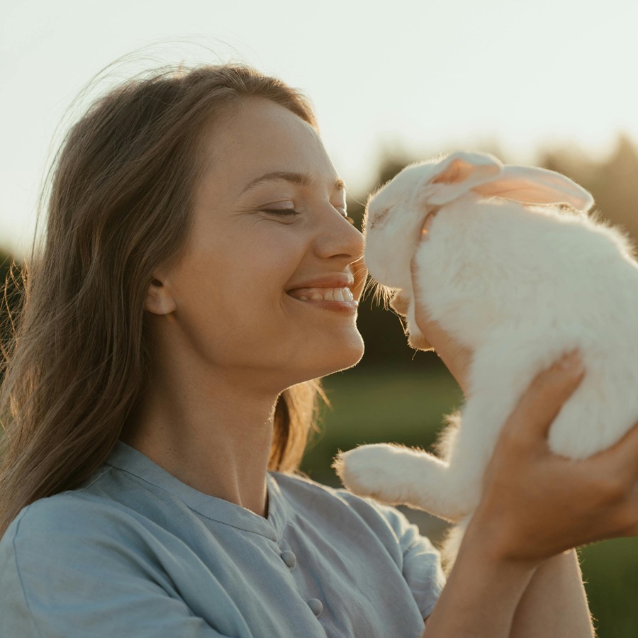 rabbit