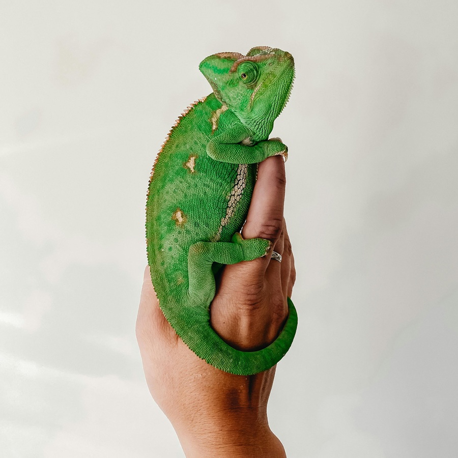 lizard