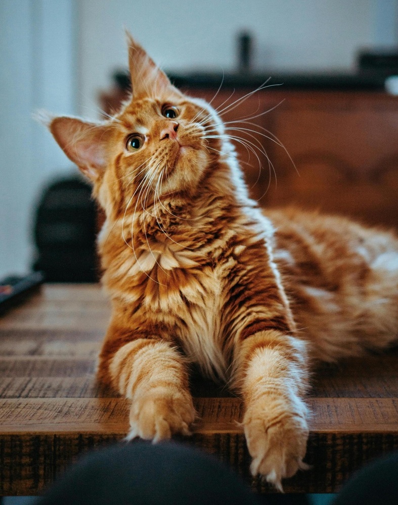cat