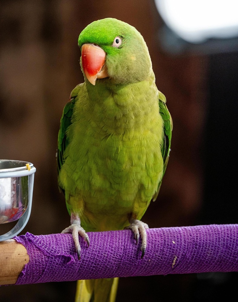 parrot