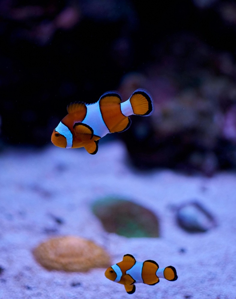 fish