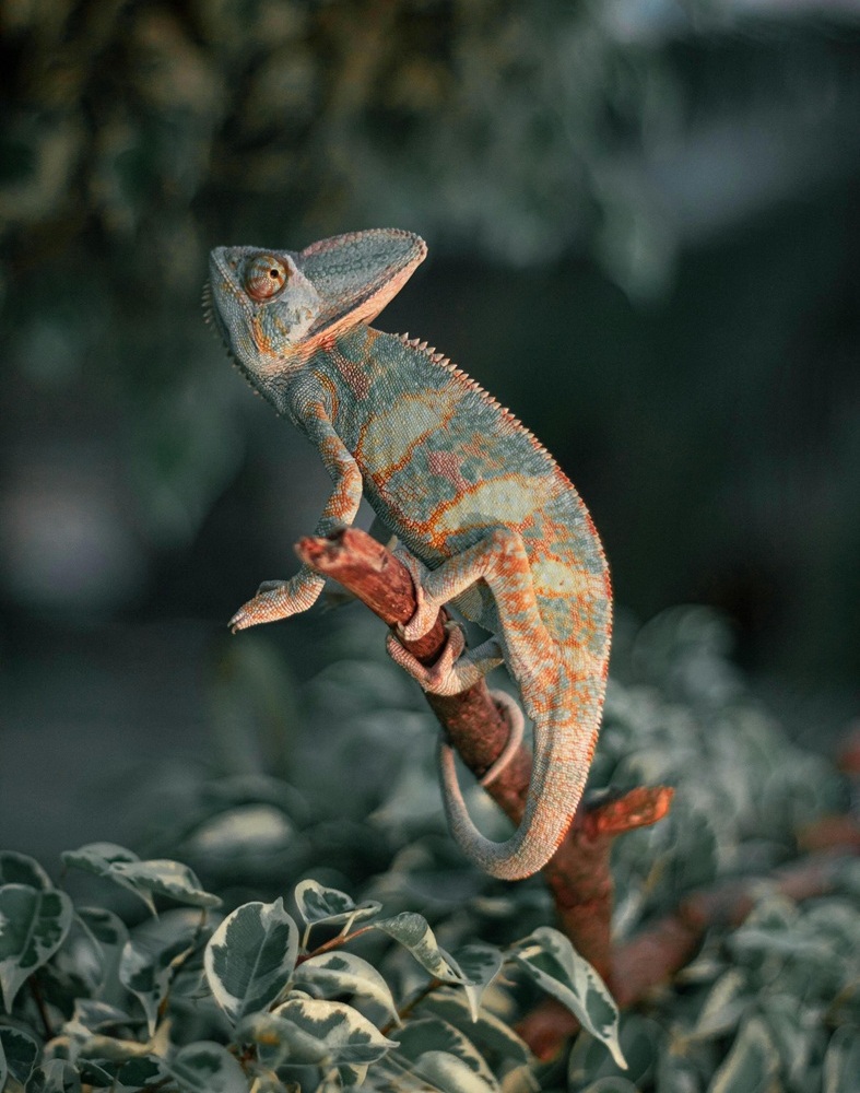 lizard